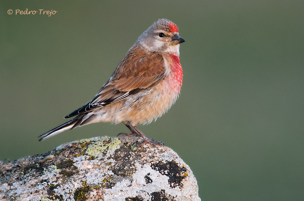 Pardillo común (Carduelis cannabina)